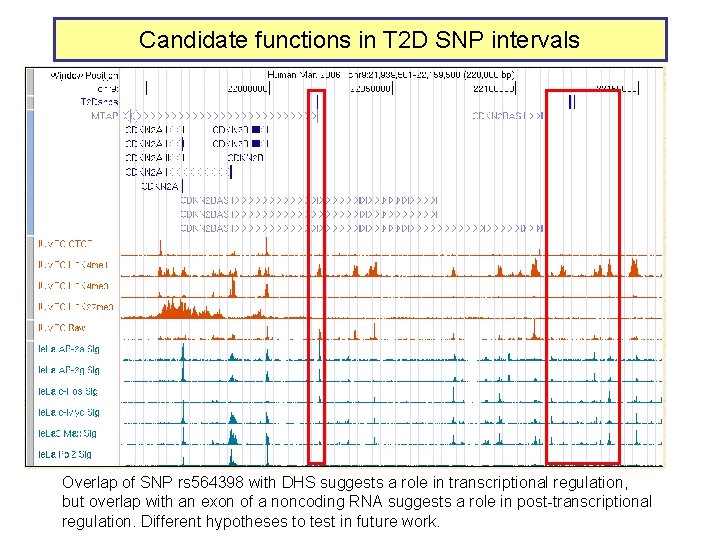 Candidate functions in T 2 D SNP intervals Overlap of SNP rs 564398 with