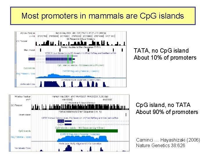 Most promoters in mammals are Cp. G islands TATA, no Cp. G island About