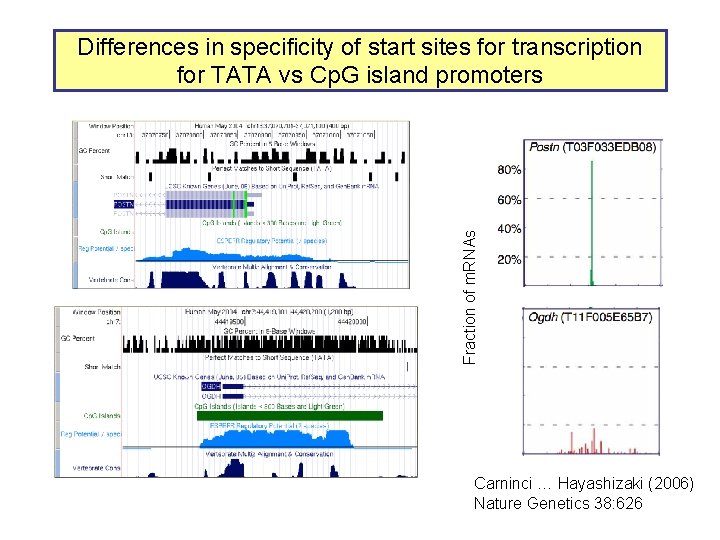 Fraction of m. RNAs Differences in specificity of start sites for transcription for TATA