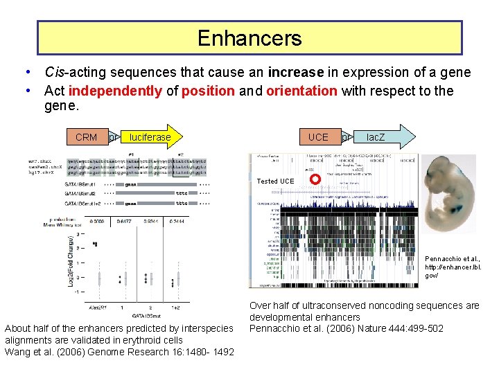 Enhancers • Cis-acting sequences that cause an increase in expression of a gene •