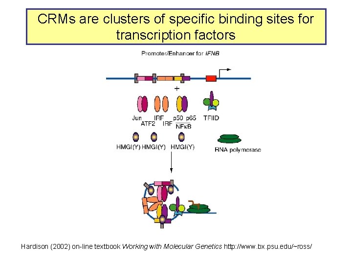 CRMs are clusters of specific binding sites for transcription factors Hardison (2002) on-line textbook
