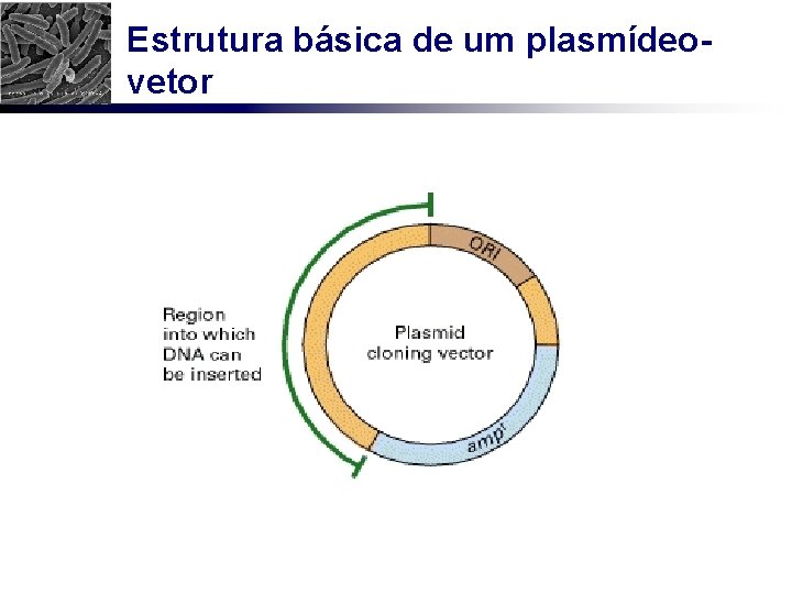 Estrutura básica de um plasmídeovetor 