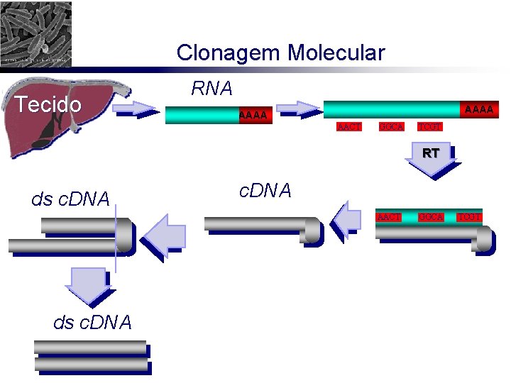Clonagem Molecular Tecido RNA AAAA AACT GGCA TCGT RT ds c. DNA AACT ds