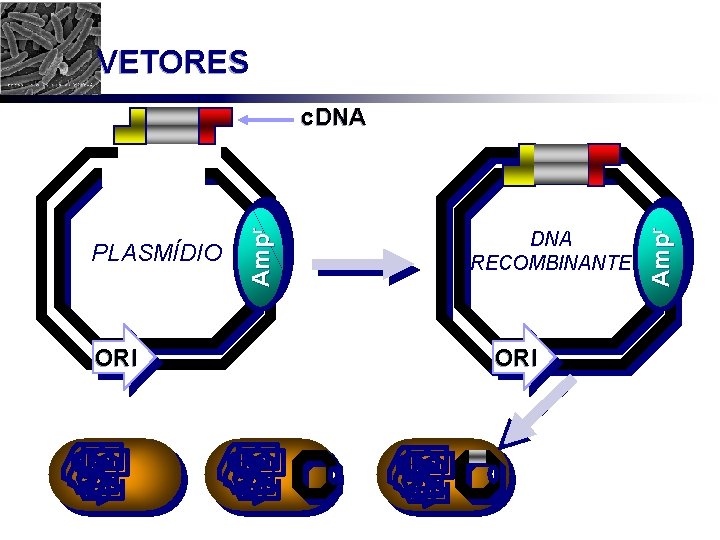 VETORES ORI DNA RECOMBINANTE ORI Ampr PLASMÍDIO Ampr c. DNA 