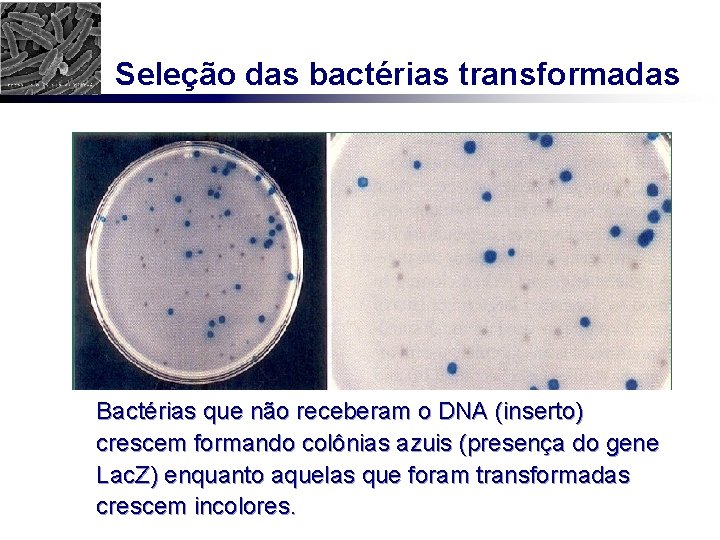 Seleção das bactérias transformadas Bactérias que não receberam o DNA (inserto) crescem formando colônias