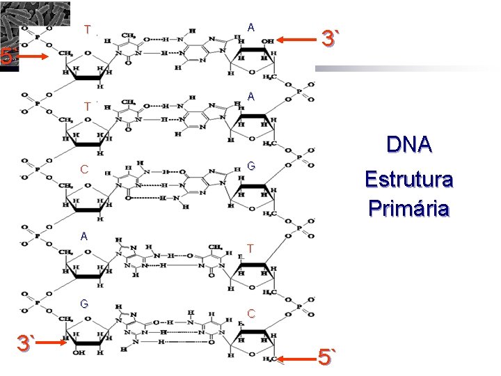 T A 5` T 3` A DNA C A G 3` G Estrutura Primária