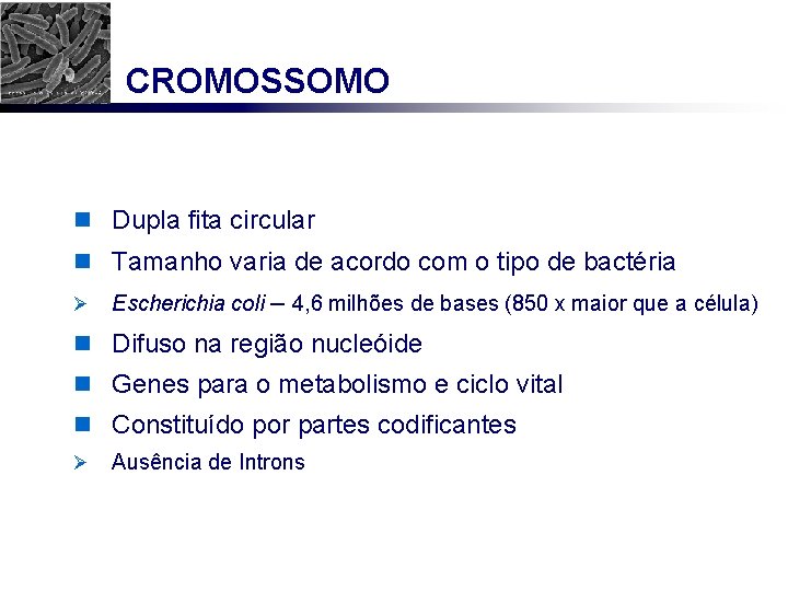 CROMOSSOMO n Dupla fita circular n Tamanho varia de acordo com o tipo de