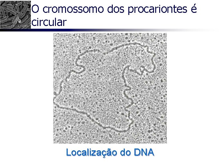 O cromossomo dos procariontes é circular Localização do DNA 