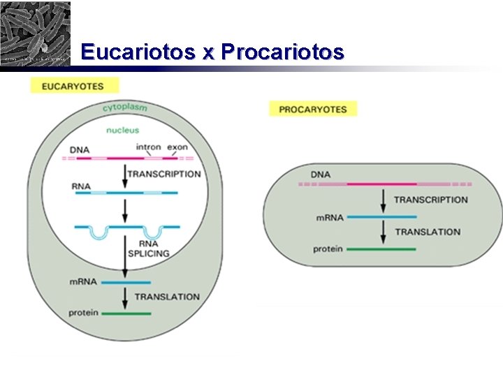 Eucariotos x Procariotos 