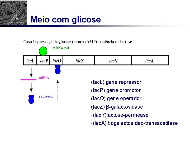 Meio com glicose (lac. L) gene repressor (lac. P) gene promotor (lac. O) gene