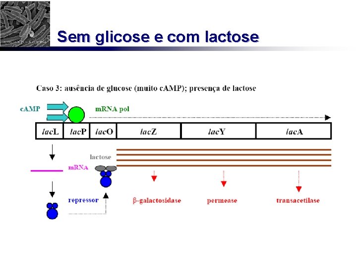 Sem glicose e com lactose 