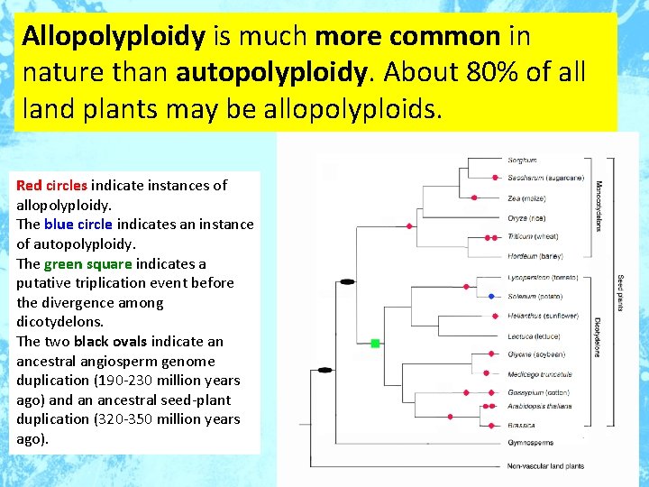 Allopolyploidy is much more common in nature than autopolyploidy. About 80% of all land