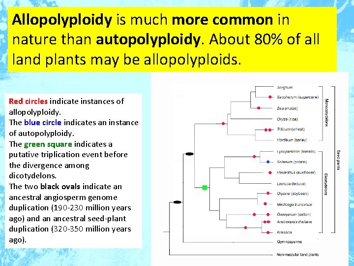 Allopolyploidy is much more common in nature than autopolyploidy. About 80% of all land