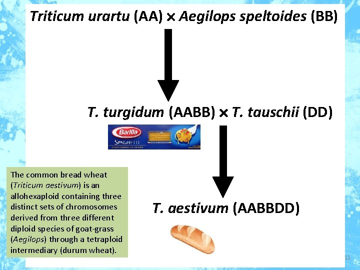 Triticum urartu (AA) Aegilops speltoides (BB) T. turgidum (AABB) T. tauschii (DD) The common