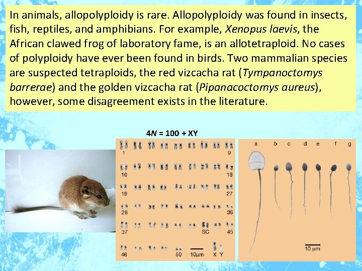 In animals, allopolyploidy is rare. Allopolyploidy was found in insects, fish, reptiles, and amphibians.