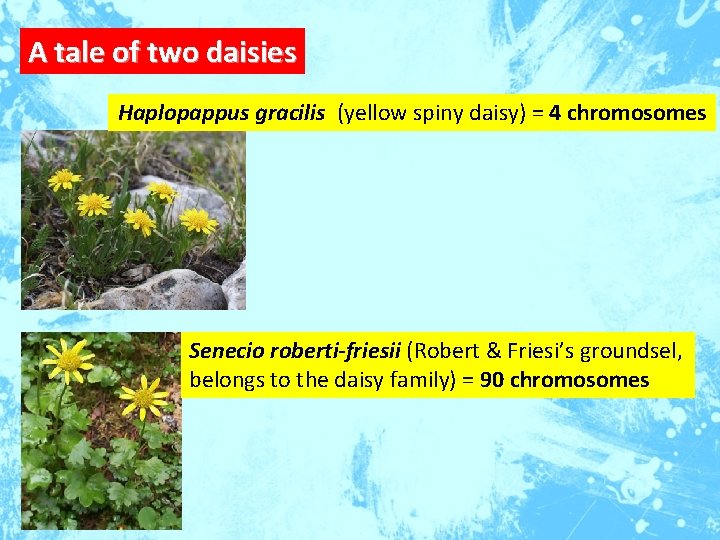A tale of two daisies Haplopappus gracilis (yellow spiny daisy) = 4 chromosomes Senecio