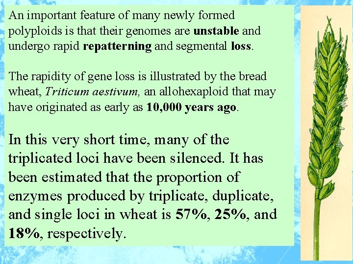 An important feature of many newly formed polyploids is that their genomes are unstable