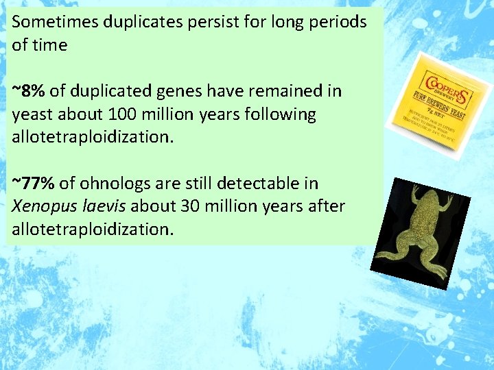 Sometimes duplicates persist for long periods of time ~8% of duplicated genes have remained
