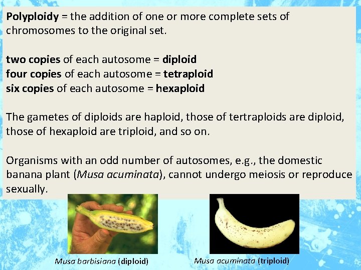 Polyploidy = the addition of one or more complete sets of chromosomes to the