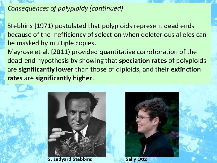 Consequences of polyploidy (continued) Stebbins (1971) postulated that polyploids represent dead ends because of