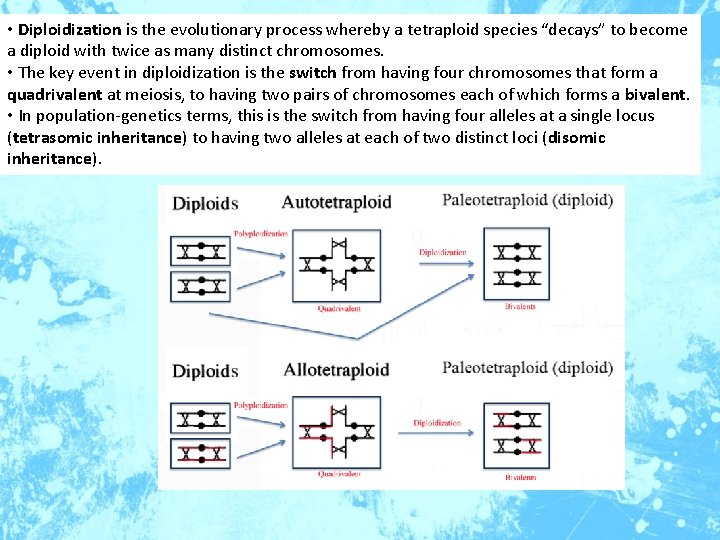  • Diploidization is the evolutionary process whereby a tetraploid species “decays” to become