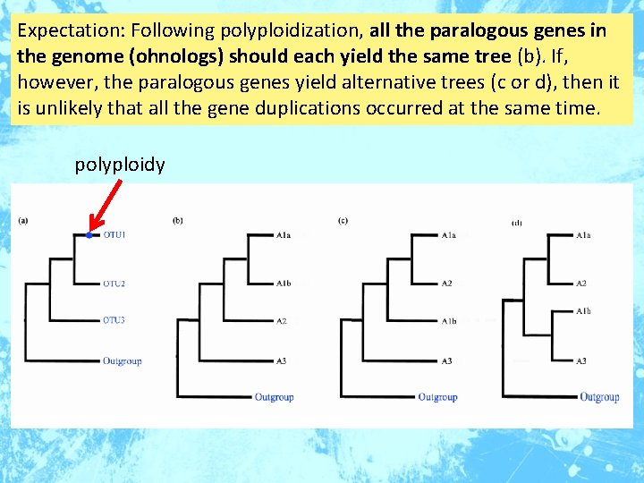 Expectation: Following polyploidization, all the paralogous genes in the genome (ohnologs) should each yield