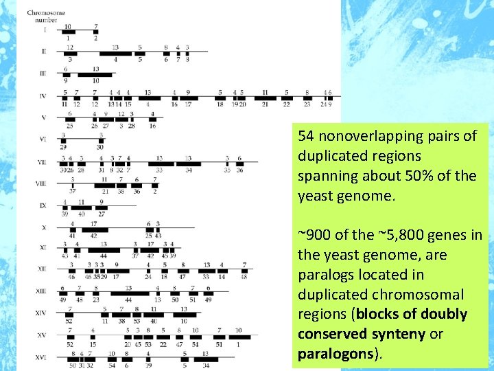 54 nonoverlapping pairs of duplicated regions spanning about 50% of the yeast genome. ~900