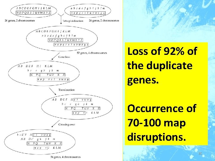 Loss of 92% of the duplicate genes. Occurrence of 70 -100 map disruptions. 30