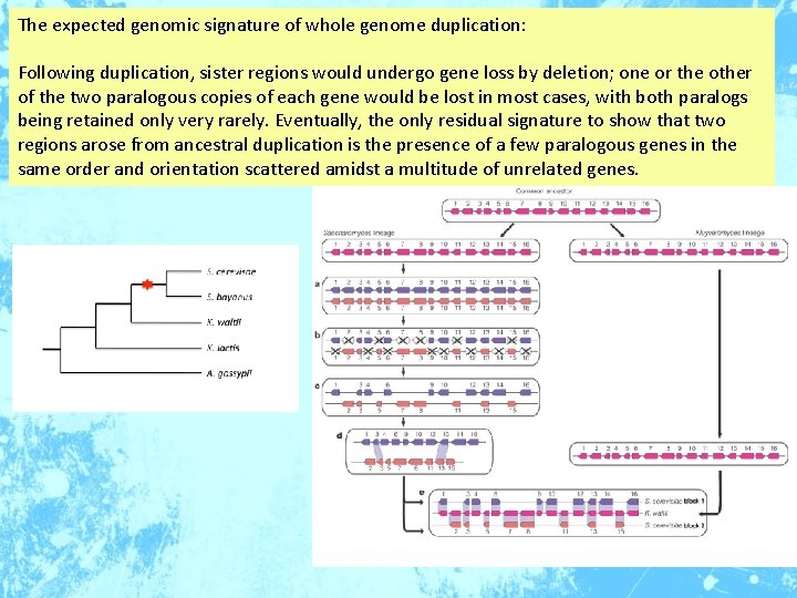 The expected genomic signature of whole genome duplication: Following duplication, sister regions would undergo