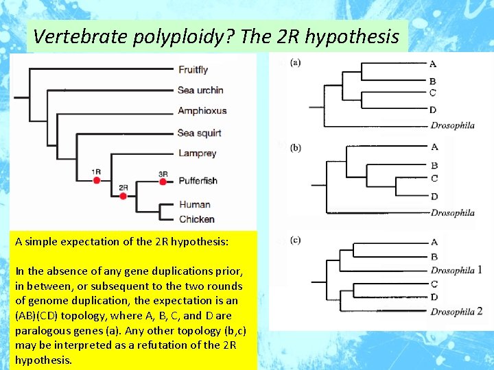 Vertebrate polyploidy? The 2 R hypothesis A simple expectation of the 2 R hypothesis: