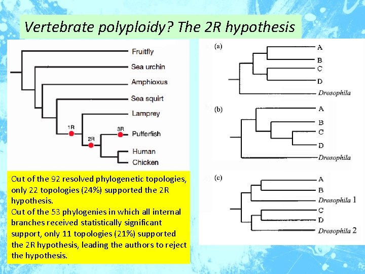 Vertebrate polyploidy? The 2 R hypothesis Out of the 92 resolved phylogenetic topologies, only