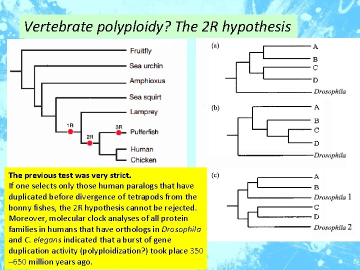 Vertebrate polyploidy? The 2 R hypothesis The previous test was very strict. If one