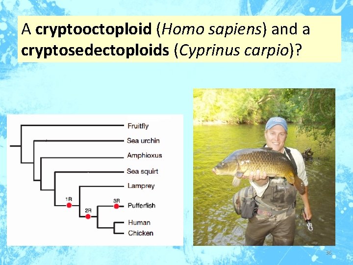 A cryptooctoploid (Homo sapiens) and a cryptosedectoploids (Cyprinus carpio)? 36 