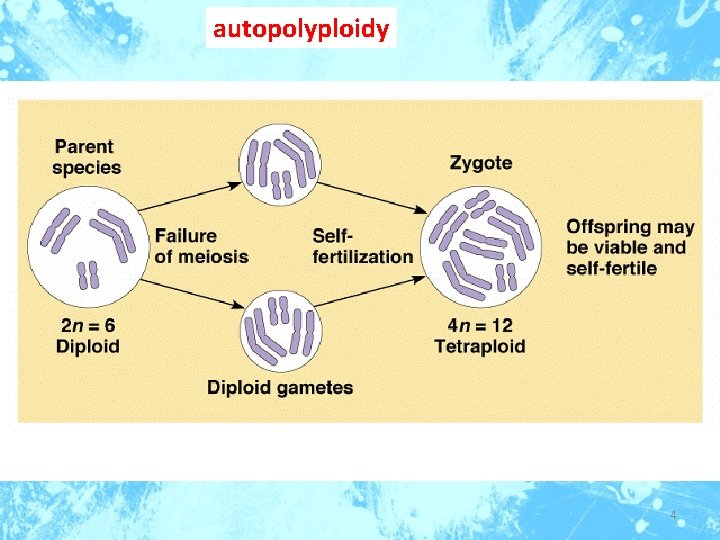 autopolyploidy 4 