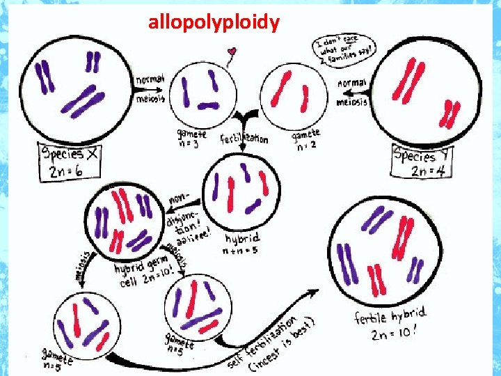 allopolyploidy 9 