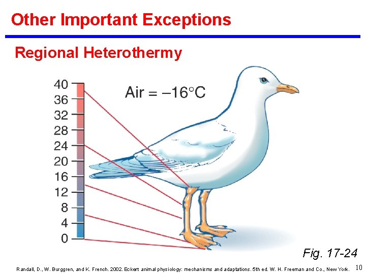 Other Important Exceptions Regional Heterothermy Fig. 17 -24 Randall, D. , W. Burggren, and