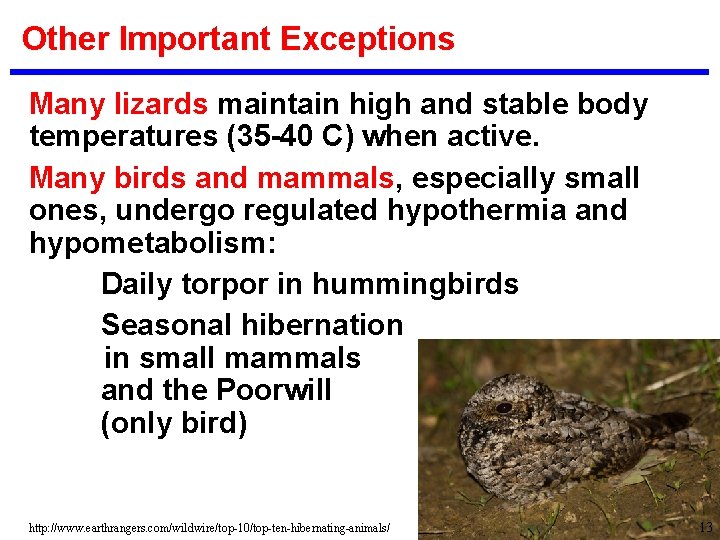 Other Important Exceptions Many lizards maintain high and stable body temperatures (35 -40 C)