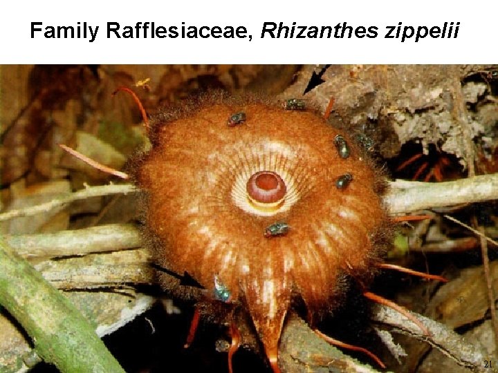 Family Rafflesiaceae, Rhizanthes zippelii 21 