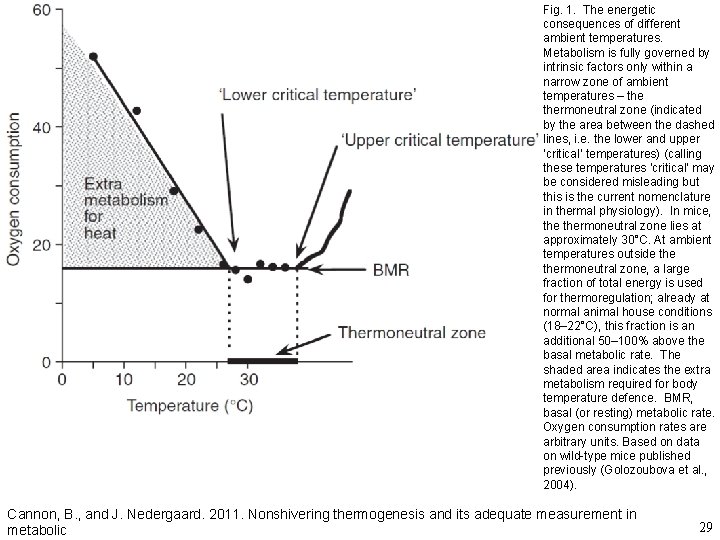 Fig. 1. The energetic consequences of different ambient temperatures. Metabolism is fully governed by