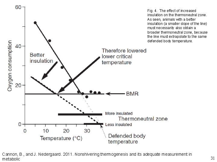 Fig. 4. The effect of increased insulation on thermoneutral zone. As seen, animals with