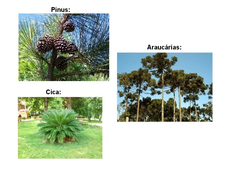 Pinus: Araucárias: Cica: 