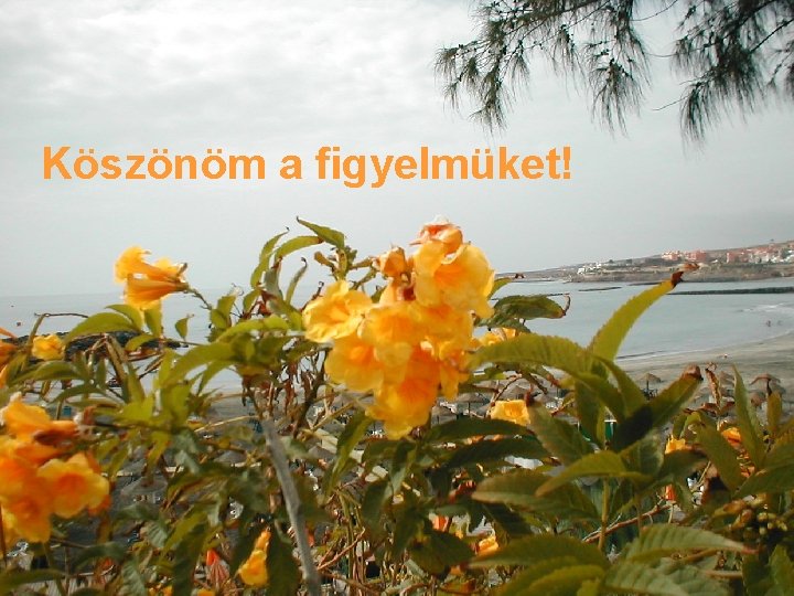 Köszönöm a figyelmüket! 