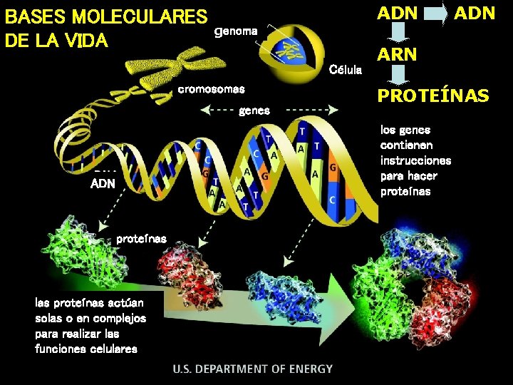 ADN BASES MOLECULARES genoma DE LA VIDA Célula cromosomas genes ARN PROTEÍNAS los genes