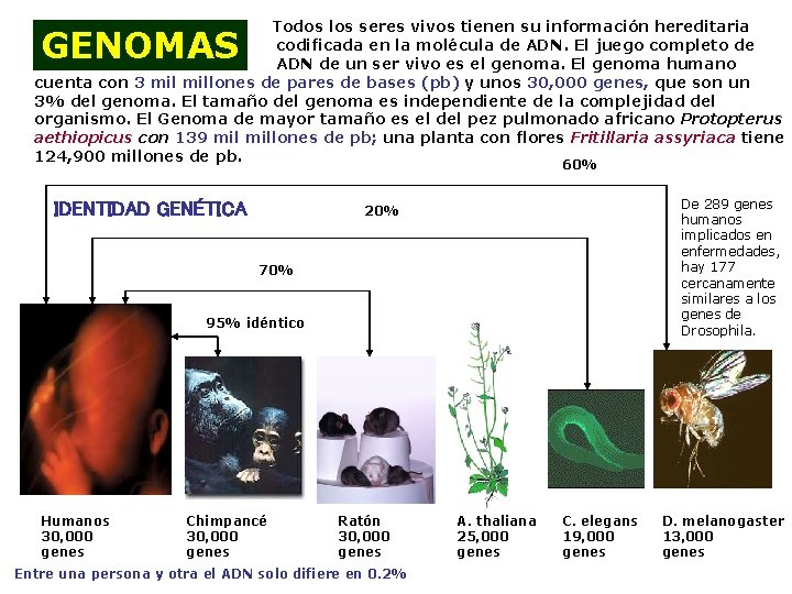 Todos los seres vivos tienen su información hereditaria codificada en la molécula de ADN.