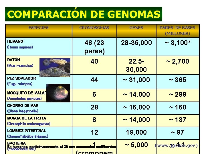 COMPARACIÓN DE GENOMAS ESPECIES CROMOSOMAS GENES PARES DE BASES (MILLONES) HUMANO (Homo sapiens) 46