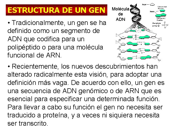 ESTRUCTURA DE UN GEN • Tradicionalmente, un gen se ha definido como un segmento