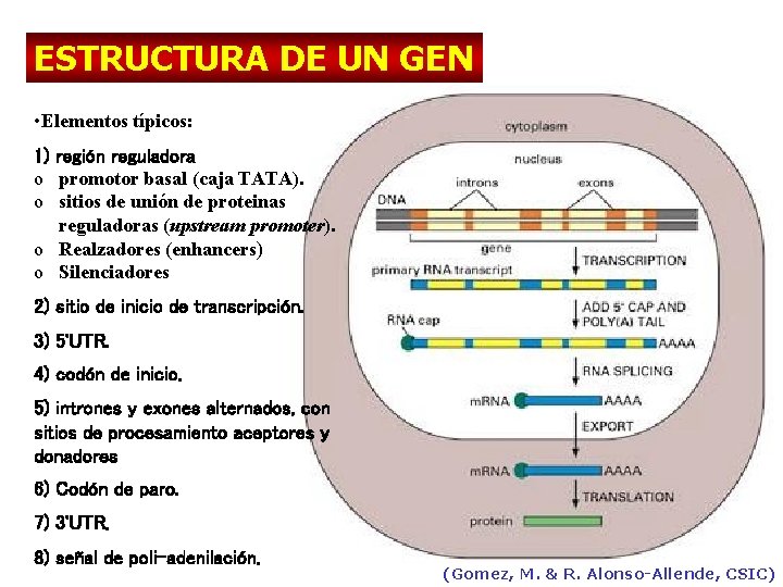 ESTRUCTURA DE UN GEN • Elementos típicos: 1) región reguladora o promotor basal (caja