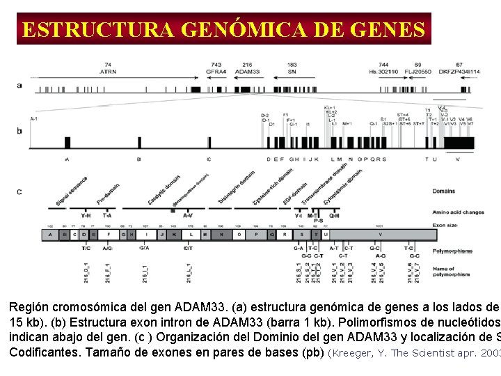 ESTRUCTURA GENÓMICA DE GENES Región cromosómica del gen ADAM 33. (a) estructura genómica de