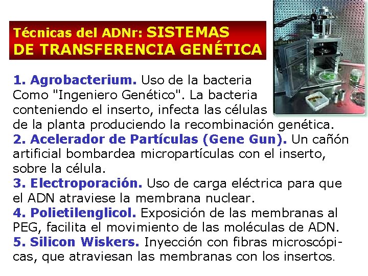 Técnicas del ADNr: SISTEMAS DE TRANSFERENCIA GENÉTICA 1. Agrobacterium. Uso de la bacteria Como