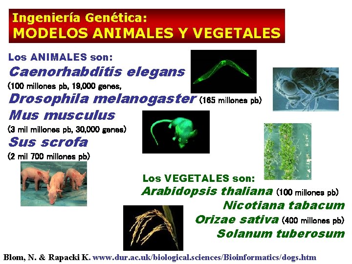 Ingeniería Genética: MODELOS ANIMALES Y VEGETALES Los ANIMALES son: Caenorhabditis elegans (100 millones pb,